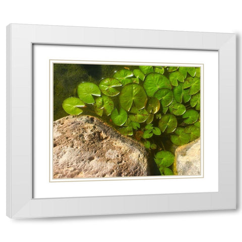 Lillypads C White Modern Wood Framed Art Print with Double Matting by Tenoever, William