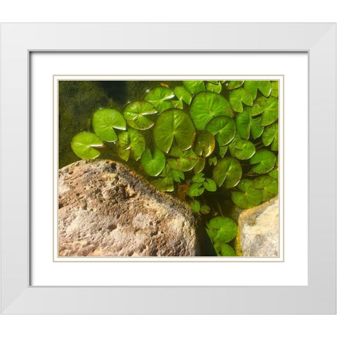 Lillypads C White Modern Wood Framed Art Print with Double Matting by Tenoever, William