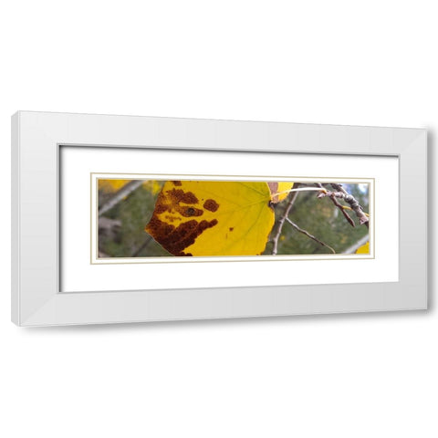 Aspens in Fall: Last Leaves I White Modern Wood Framed Art Print with Double Matting by Tenoever, William