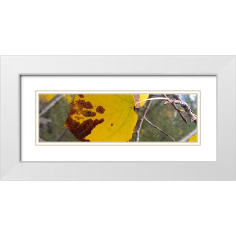 Aspens in Fall: Last Leaves I White Modern Wood Framed Art Print with Double Matting by Tenoever, William
