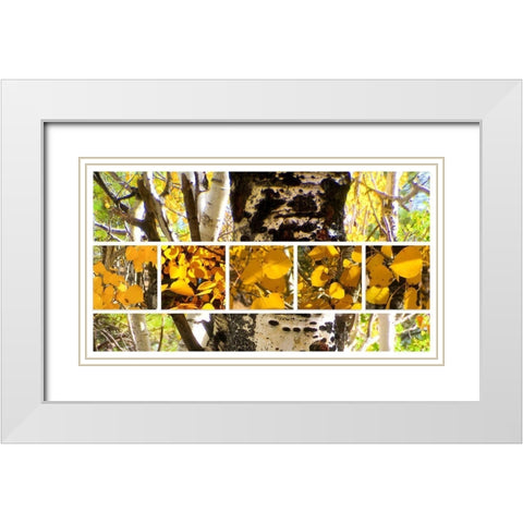 Aspens In The Fall 1 White Modern Wood Framed Art Print with Double Matting by Tenoever, William
