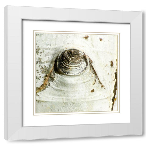 Aspens In The Fall 2 White Modern Wood Framed Art Print with Double Matting by Tenoever, William