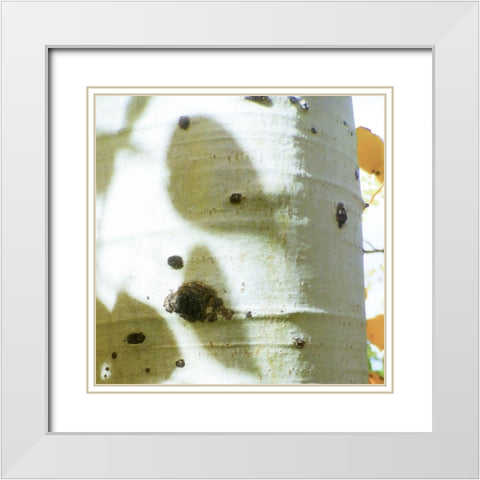 Aspens In The Fall 7 White Modern Wood Framed Art Print with Double Matting by Tenoever, William