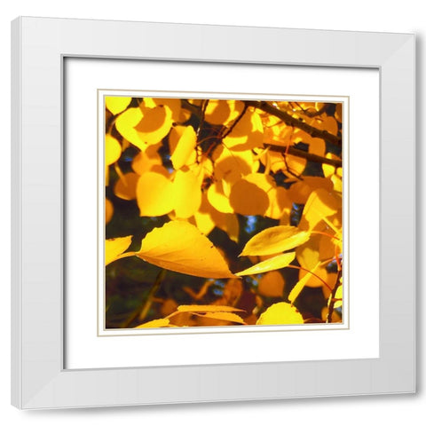Aspens In The Fall 9 White Modern Wood Framed Art Print with Double Matting by Tenoever, William