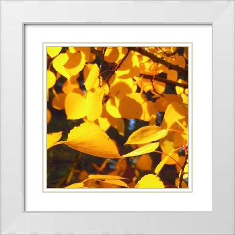 Aspens In The Fall 9 White Modern Wood Framed Art Print with Double Matting by Tenoever, William