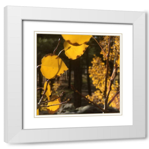 Aspens In The Fall 11 White Modern Wood Framed Art Print with Double Matting by Tenoever, William