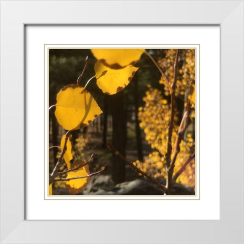 Aspens In The Fall 11 White Modern Wood Framed Art Print with Double Matting by Tenoever, William
