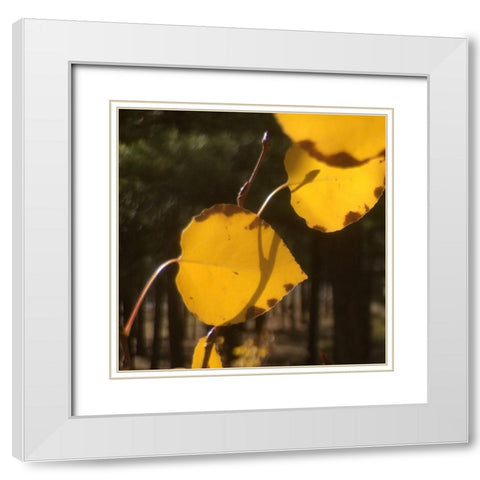 Aspens In The Fall 12 White Modern Wood Framed Art Print with Double Matting by Tenoever, William
