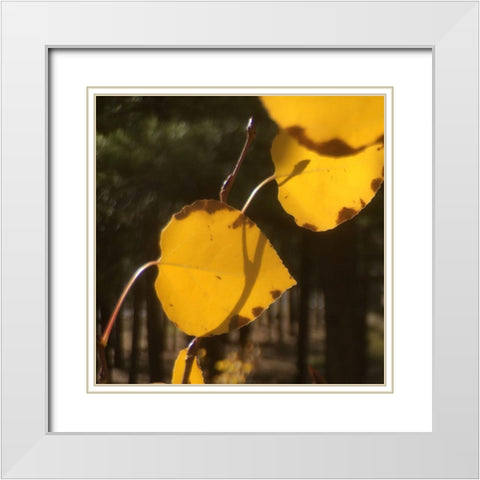 Aspens In The Fall 12 White Modern Wood Framed Art Print with Double Matting by Tenoever, William