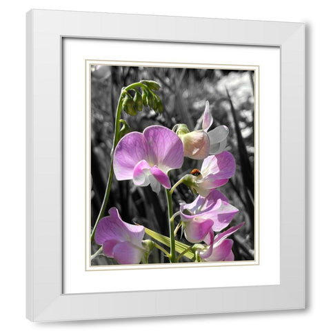 Peavine B/W 1 White Modern Wood Framed Art Print with Double Matting by Tenoever, William