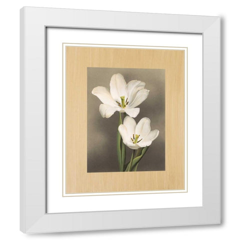 Tulipani White Modern Wood Framed Art Print with Double Matting by Trivelli, Andrea