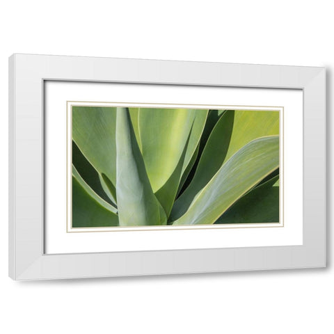 Aloe I White Modern Wood Framed Art Print with Double Matting by Markoff, Barbara