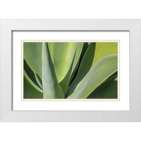 Aloe I White Modern Wood Framed Art Print with Double Matting by Markoff, Barbara