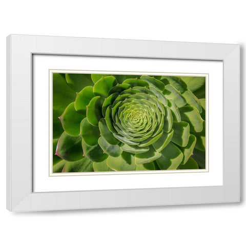 Green Succulent Spiral White Modern Wood Framed Art Print with Double Matting by Markoff, Barbara