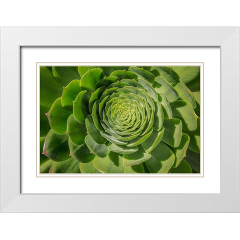 Green Succulent Spiral White Modern Wood Framed Art Print with Double Matting by Markoff, Barbara