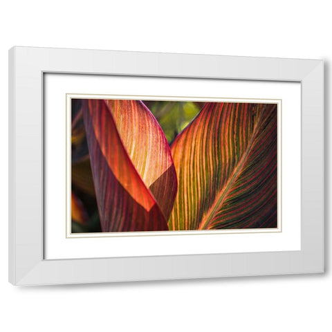 Canna Lily Leaves I White Modern Wood Framed Art Print with Double Matting by Markoff, Barbara