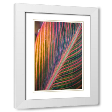Canna Lily Leaves II White Modern Wood Framed Art Print with Double Matting by Markoff, Barbara