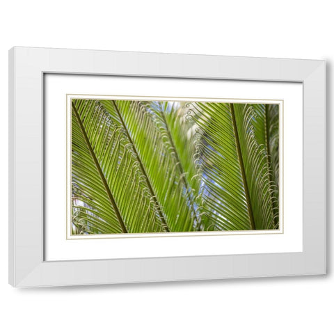 Curly Cue Leaves White Modern Wood Framed Art Print with Double Matting by Markoff, Barbara