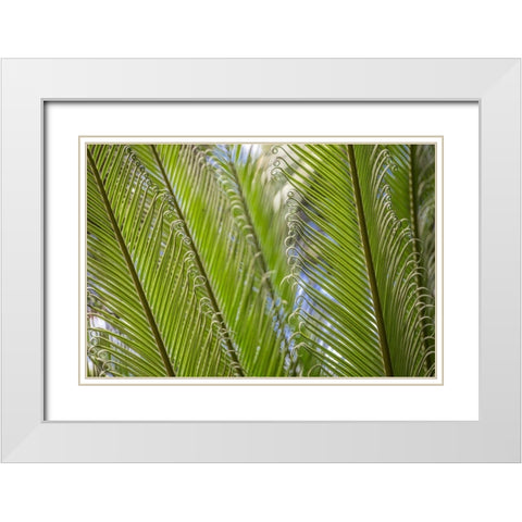 Curly Cue Leaves White Modern Wood Framed Art Print with Double Matting by Markoff, Barbara