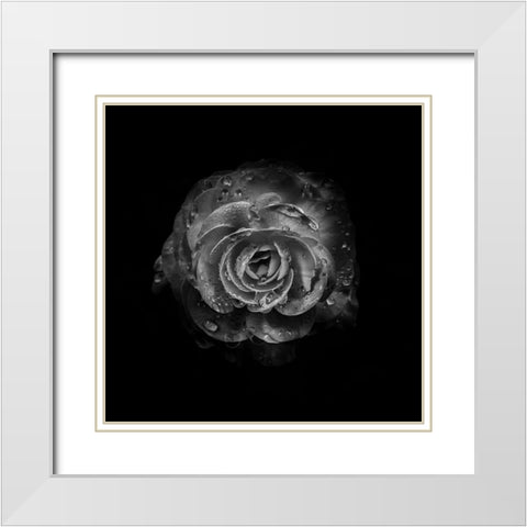 Black And White Begonia I White Modern Wood Framed Art Print with Double Matting by Carson, Brian