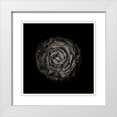 Black And White Begonia III White Modern Wood Framed Art Print with Double Matting by Carson, Brian