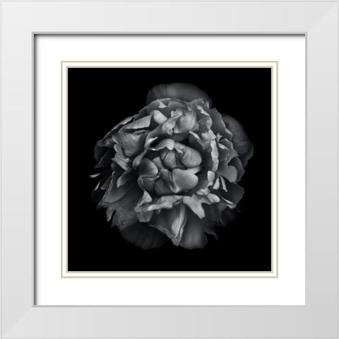 Black And White Camelia II White Modern Wood Framed Art Print with Double Matting by Carson, Brian