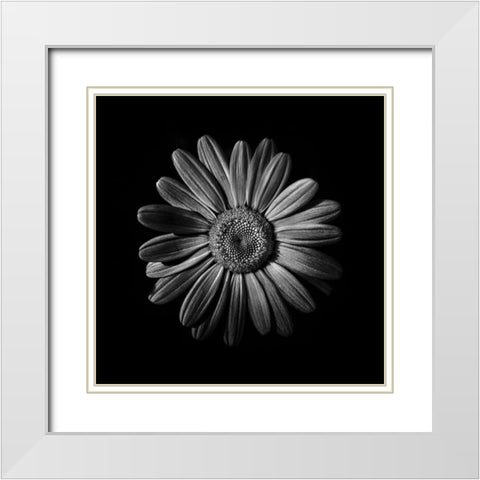 Black And White Daisy II White Modern Wood Framed Art Print with Double Matting by Carson, Brian