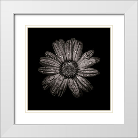 Black And White Daisy IV White Modern Wood Framed Art Print with Double Matting by Carson, Brian