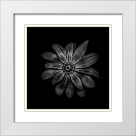 Black And White Daisy V White Modern Wood Framed Art Print with Double Matting by Carson, Brian