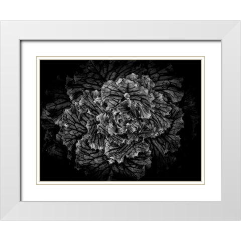 Black And White Flower Cabbage White Modern Wood Framed Art Print with Double Matting by Carson, Brian