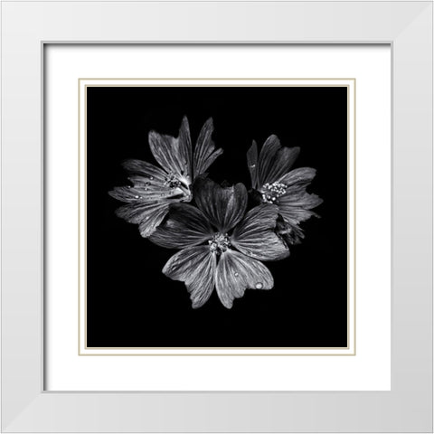 Black And White Flower Trio White Modern Wood Framed Art Print with Double Matting by Carson, Brian