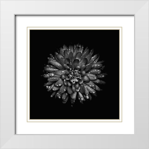 Black And White Mum II White Modern Wood Framed Art Print with Double Matting by Carson, Brian