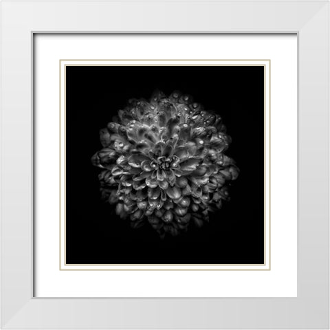 Black And White Mum III White Modern Wood Framed Art Print with Double Matting by Carson, Brian