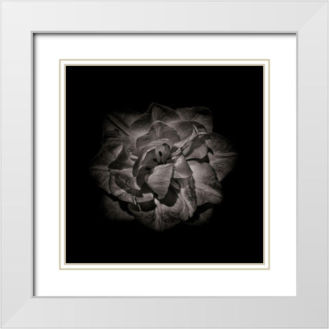 Black And White Peony II White Modern Wood Framed Art Print with Double Matting by Carson, Brian