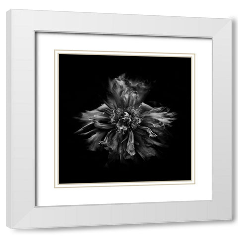 Black And White Peony III White Modern Wood Framed Art Print with Double Matting by Carson, Brian