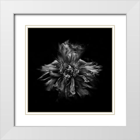 Black And White Peony III White Modern Wood Framed Art Print with Double Matting by Carson, Brian