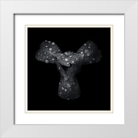 Black And White Petals White Modern Wood Framed Art Print with Double Matting by Carson, Brian
