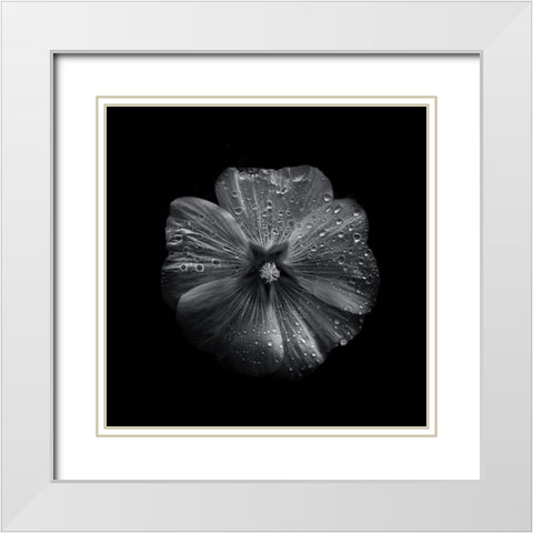 Black And White Petunia II White Modern Wood Framed Art Print with Double Matting by Carson, Brian