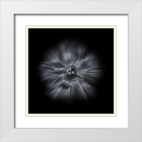 Black And White Petunia IV White Modern Wood Framed Art Print with Double Matting by Carson, Brian