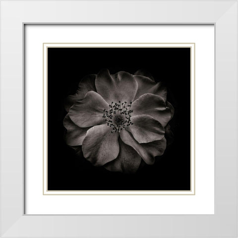 Black And White Primrose White Modern Wood Framed Art Print with Double Matting by Carson, Brian
