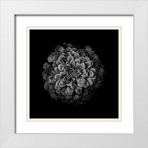 Black And White Zinnia IV White Modern Wood Framed Art Print with Double Matting by Carson, Brian