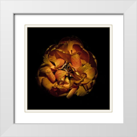 Orange Peony White Modern Wood Framed Art Print with Double Matting by Carson, Brian
