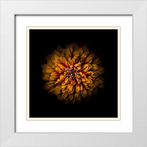 Orange Zinnia White Modern Wood Framed Art Print with Double Matting by Carson, Brian