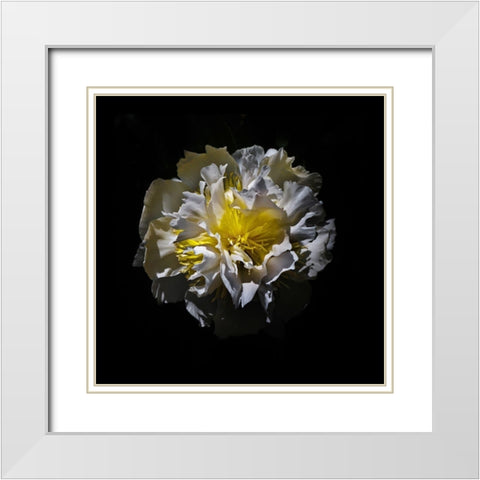 White Camelia White Modern Wood Framed Art Print with Double Matting by Carson, Brian