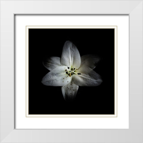 White Lily White Modern Wood Framed Art Print with Double Matting by Carson, Brian