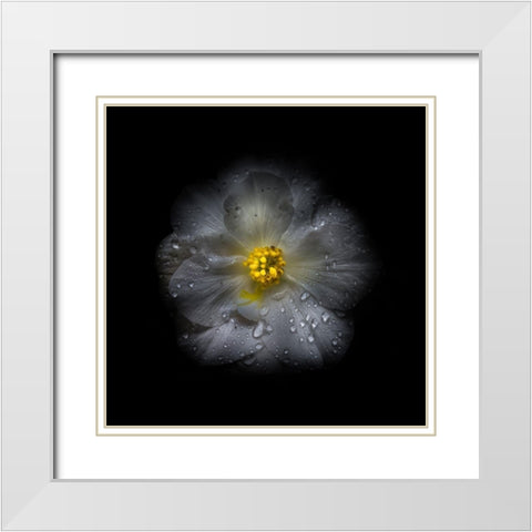 White Petunia Detail II White Modern Wood Framed Art Print with Double Matting by Carson, Brian