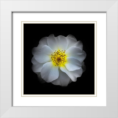 White Primrose White Modern Wood Framed Art Print with Double Matting by Carson, Brian
