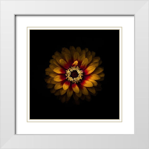 Yellow and Red Zinnia White Modern Wood Framed Art Print with Double Matting by Carson, Brian