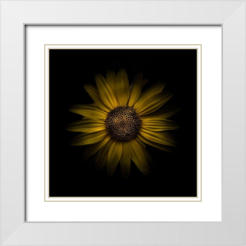 Yellow Daisy I White Modern Wood Framed Art Print with Double Matting by Carson, Brian