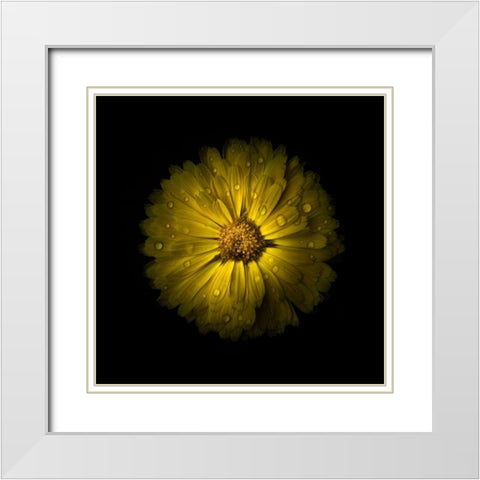 Yellow Daisy Mum White Modern Wood Framed Art Print with Double Matting by Carson, Brian